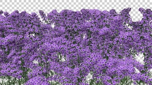 Decora Flowers Field