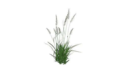 Holcus Grass