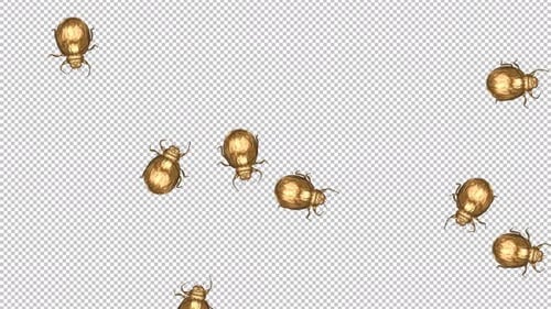 Swarm of 12 Golden Ladybird Beetle Bugs - Randomly Crawling In Loop - Top View MS - Alpha Channel