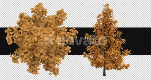 Pack Of 2 Maple Trees Moving In The Wind On Alpha