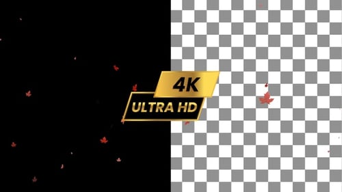 Red Maple Leaf Falling 4k Transparent