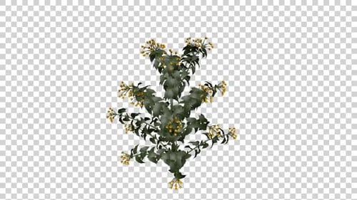 Realistic Green Plant with Yellow Buds on Transparent Background