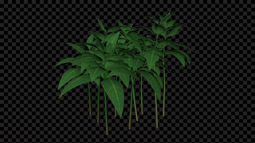 Realistic Green Plant Growth Animation