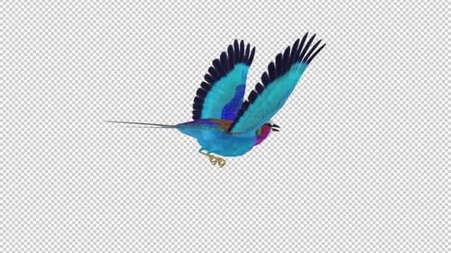 African Bird - Lilac Roller - Flying Loop - Back View Closeup