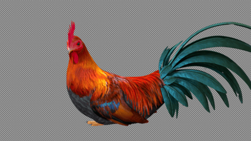 Rooster Chicken Setz dich untätig hin und sieh dich um.