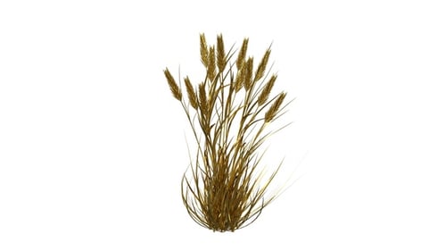 Golden Barley Grass Alpha Loop