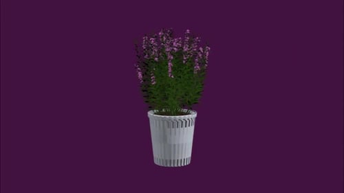 Pflanze v1