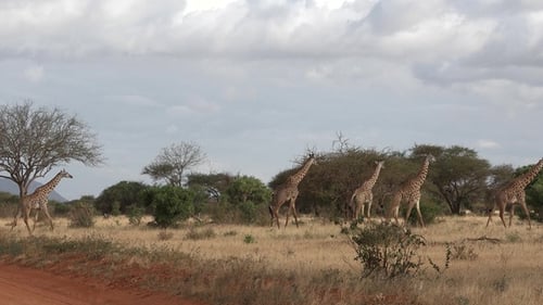 A family of giraffes in Africa. African savanna of wildlife reservation. Safari in Africa.
