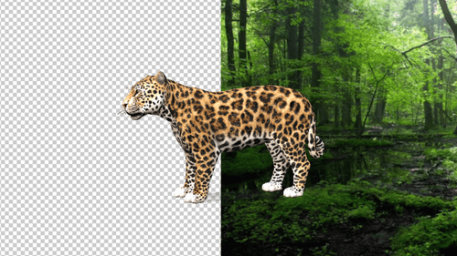 Animated Realistic Jaguar Stretching and Paw Grooming