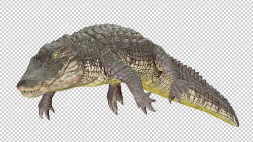 Alligator Idle Left View Loop