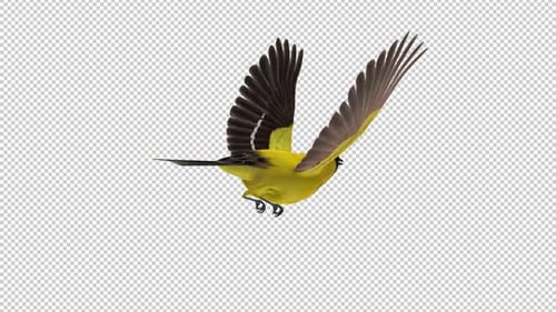 Yellow Oriole - Tropical Bird - Flying Loop - Back Angle View CU - Apha Channel