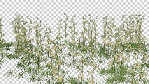 Alyssum Flowers Field