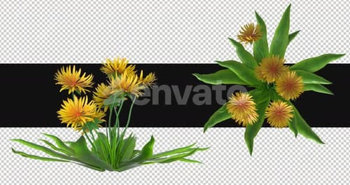 Pack Of 2 Dandelion Yellow Flowers Moving In The Wind On Alpha Loop