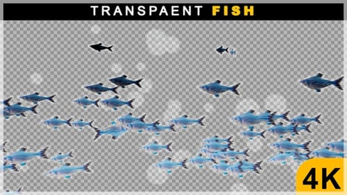 3D-Renderanimation zum Schwimmen kleiner Fische auf transparentem Hintergrund
