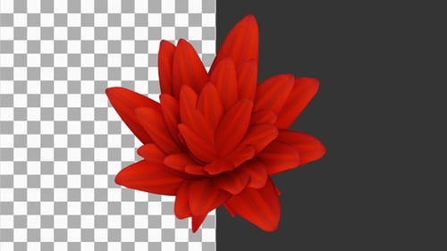 3D Animation of Time Lapse of Blooming Flowers | Alpha Channel