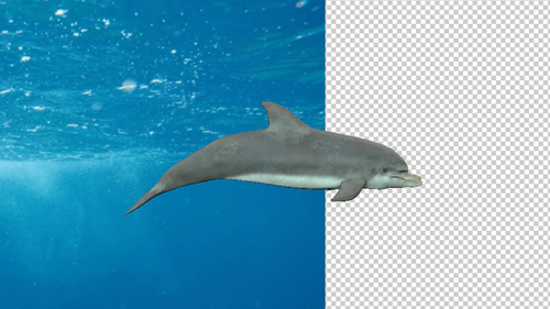 Delphin Transparenter Hintergrund 2