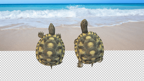 Turtle Attack Idle Above View