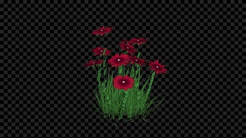 Wachsende Asterblume Alpha