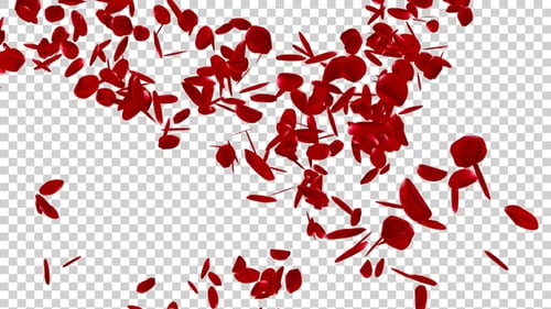 Rose Petals Spiral V3