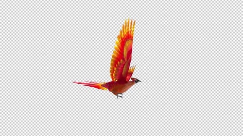 Phoenix Bird - Hot Red - Flying Transition III