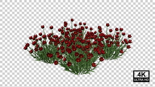 Cultivo de plantas de flores de tulipán