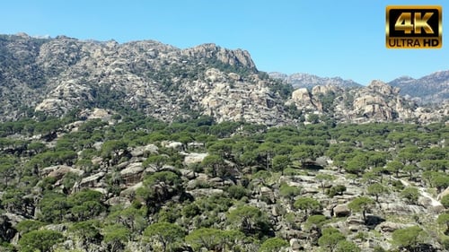 Pine Trees