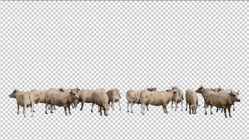 Herd of Beef Cattle Standing on Alpha Channel Background