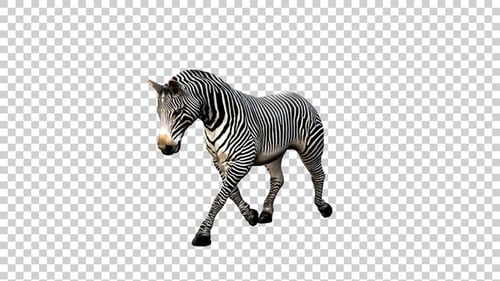 Zebra Trot Angle View