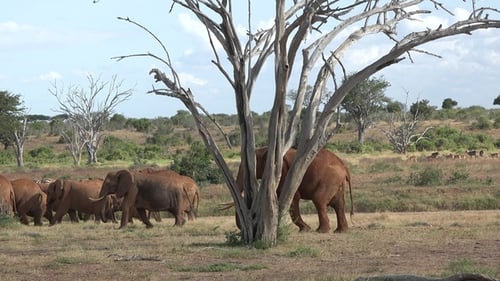 Elephant in the savannah. African elephants.