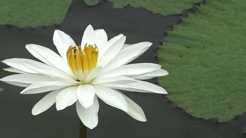 Lily flower in the pond. Natural white lotus flower blooming in pond, lake, river.