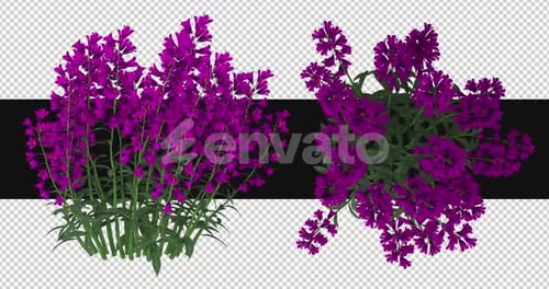 Pack Of 2 Harebell Flowers Moving In The Wind On Alpha Loop