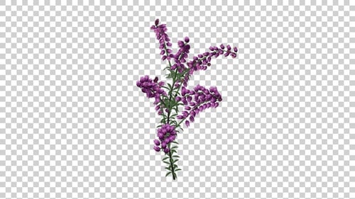 Animated Purple Heather Plant Gently Swaying Loop