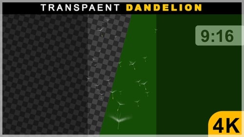 Portrait View Of Fluffy Dandelions With Flying Seeds Floating Animations On Transparent Background