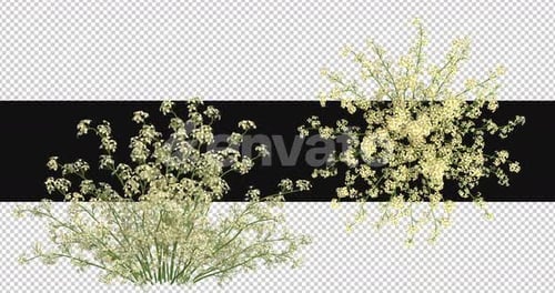Pack Of 2 Alyssum Moving In The Wind On Alpha Loop