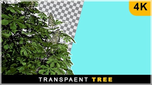 Realistic Render One Side Tree On Transparent Background