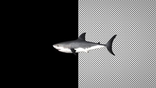 Shark swims from right to left, Alpha Channel