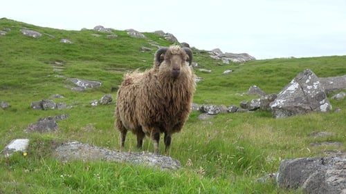 Sheep. Iceland. Sheep eating grass on a green meadow. Farm sheep outdoors close up.