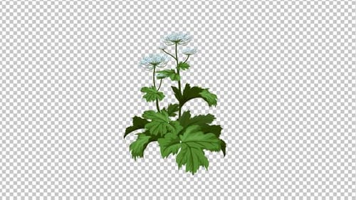 Small Plant Animation 1080p