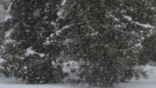 Malerischer Schnee fällt im Winterwald. Zeitlupe.