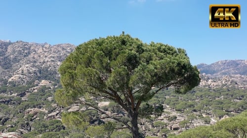 Huge Pine Tree