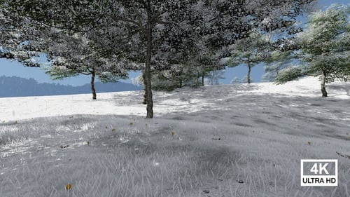 Schneebedeckte schöne Bäume im Feld