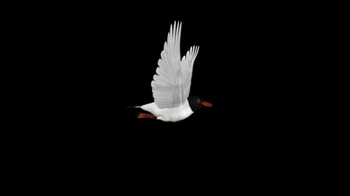 Seagull Bird - Eurasian Mediterranean Black Headed - Flying Loop - Side View CU - Alpha Channel
