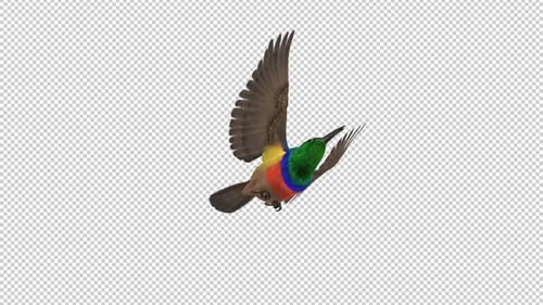 Oiseau africain - Sunbird arc-en-ciel - Boucle volante - CU, vue en angle bas - Canal Alpha