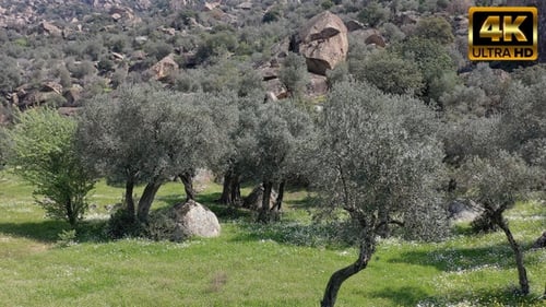 Olivenbäume in der Natur