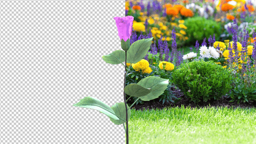 Realistic Pink Flower Blooming Time Lapse Animation