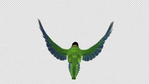 Black-Hooded Green Parakeet - American Parrot Bird - Back View CU - Flying Loop - Alpha Channel