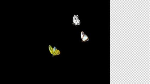 Animated Flying Butterflies Alpha Channel Overlay