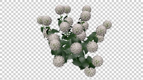 Animated White Sphere Flower Plant with Green Leaves