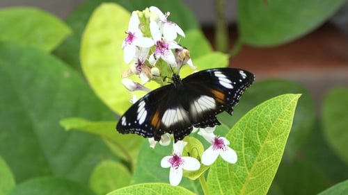 Schmetterling. Schmetterling aus nächster Nähe. Konzept für Insekten und Schmetterlinge. Ein Schmetterling sitzt auf einer Blume.