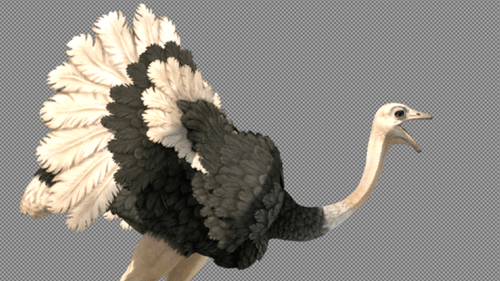 Realistic 3D Ostrich Running Animation
